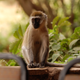 Illustration for article titled Out of Africa. Monkey Business.